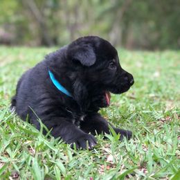 German Shepherd Puppies from Zwinger vom Schneider Wald