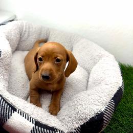AKC Belle - Red female Dachshund puppy in Laveen, Arizona from Acosta Kennel