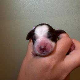 Boomer - Liver white and roan male English Springer Spaniel puppy in Williston, Florida from Parks Paradise Springers