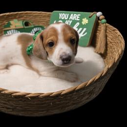 AKC boy 2 - Piebald male Dachshund puppy in Denham Springs, Louisiana from Mary's Mini Dachshunds