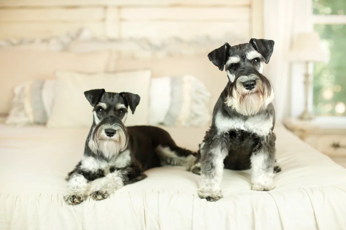 Dois Schnauzers Miniatura sal e pimenta posando para uma foto