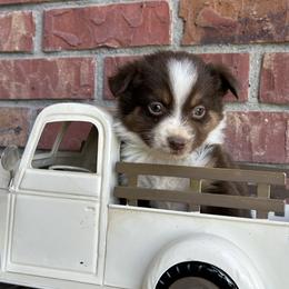RTM2 - Red tri male Miniature Australian Shepherd puppy in Lexington, Nebraska from Osborne's Aussies