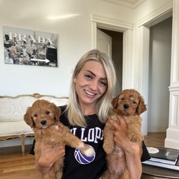 Goldendoodle Puppies from Ankeny Doodles