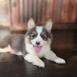 Male 1 - Blue male Pembroke Welsh Corgi puppy in Orleans, Indiana from Workman Farms