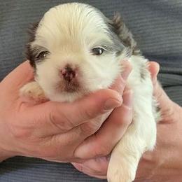 Merlin - Liver and white male Shih Tzu puppy in Parma, Ohio from D's DeVine Shih-Tzu
