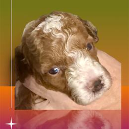 Asher - Apricot female Poodle puppy in Lakeland, Florida from Gulfside Poodles