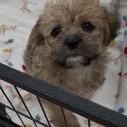 Oakley - Red male Shihpoo puppy in Colonial Beach, Virginia from BeachRidge Pups