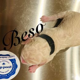 Beso - White male Poodle puppy in Mobile, Alabama from Semmy’s Standard Poodle LLC