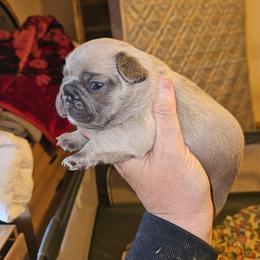 1 - Blue fawn male French Bulldog puppy in Lansing, Michigan from Black Thunder 517 Dachshunds and frenchies