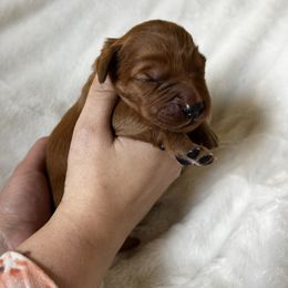 Girl 2 - Dark golden Golden Retriever puppy in Casper, Wyoming from Rosie’s Goldies
