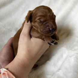 Girl 2 - Dark golden Golden Retriever puppy in Casper, Wyoming from Rosie’s Goldies