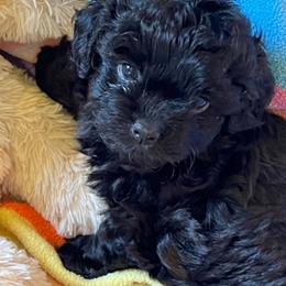 Cierra - Black female Russian Tsvetnaya Bolonka puppy in Helton, Kentucky from Castlebar