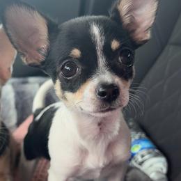 Mini - Black and tan female Chihuahua puppy in Harrison, Michigan from Cloud9 Chihuahuas