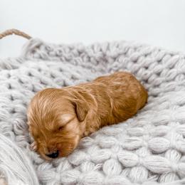 Sweater - Apricot female Goldendoodle puppy in Jamestown, Kentucky from Milk & Honey Doodles