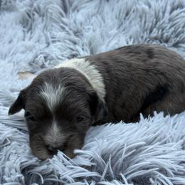Briar - Blue merle male Aussiedoodle puppy in Ambrose, Georgia from Brandilyn's Aussies