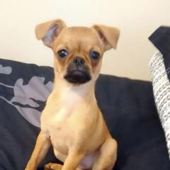 Bernese Mountain Dog and Brussels Griffon Puppies from Brooks Berner Bears