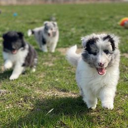 Shetland Sheepdogs from Kell Shelties