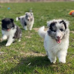 Shetland Sheepdogs from Kell Shelties