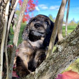 Dachshund Puppies from Hidden Haven Dachshunds
