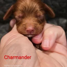 Charmander - Red male Cockapoo puppy in Perry, Arkansas from Parker's Cockapoos