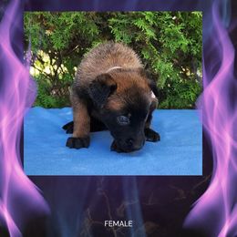 Ember - Fawn sable female Belgian Malinois puppy in Chino, California from BlueStone K9