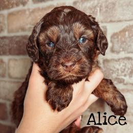 Alice - Chocolate female Australian Labradoodle puppy in Decatur, Alabama from Southern Meadows Doodles