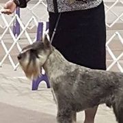 Standard Schnauzers from Cetah Standard Schnauzers