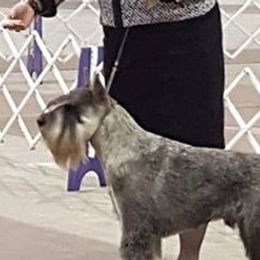 Standard Schnauzers from Cetah Standard Schnauzers