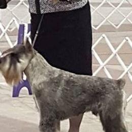 Standard Schnauzers from Cetah Standard Schnauzers