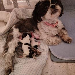 Shih Tzu Puppies from Adams Pawsitive Pawfection