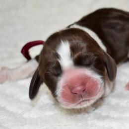Anna - Liver and white female English Springer Spaniel puppy in Chapmansboro, Tennessee from Balthrop Bend Farms