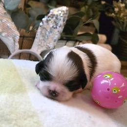 Lemon - Gold and white female Shih Tzu puppy in North Carolina from WillowCreek Mountain View Shih Tzu