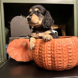 Ember - Black and cream female Dachshund puppy in Summertown, Tennessee from The Dapper Dachshund
