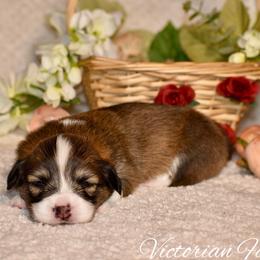 Birch - Sable male Pembroke Welsh Corgi puppy in East Canton, Ohio from Victorian Farms