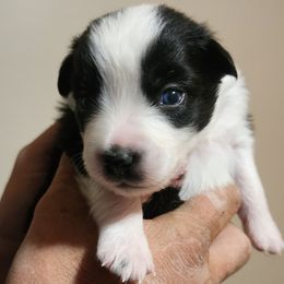 Boy 4 - Australian Shepherd puppy in Ogden, Utah from Rafter H Aussies