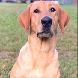 SHR Vegas SH - Labrador Retriever
