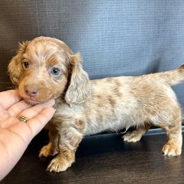 Charlie - Fawn (isabella) and tan male Dachshund puppy in Nederland, Louisiana from M & M Pups