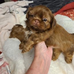 Shih Tzu Puppies from Tammy's Shihtzu Shack
