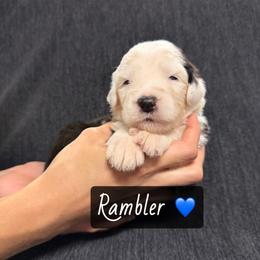 Rambler - Gray and white male Old English Sheepdog puppy in Bristol, Indiana from Ridgeruns OES