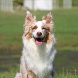 Copper - Australian Shepherd