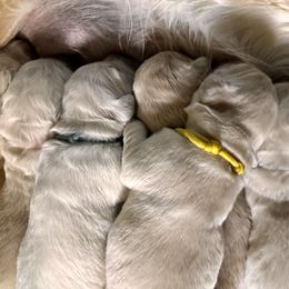Golden Retriever Puppies from High Desert Goldens, LLC