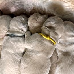 Golden Retriever Puppies from High Desert Goldens, LLC