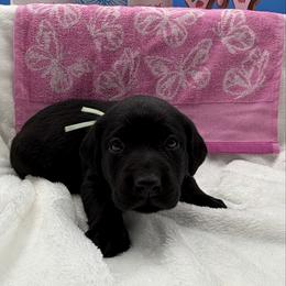 Teal - Black female Labrador Retriever puppy in Heath Springs, South Carolina from Rich Hill Retrievers