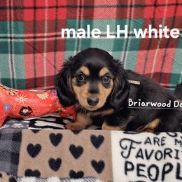 Dachshund Puppies from Briarwood Dachshunds