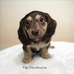 Marcus - Chocolate and cream male Dachshund puppy in Oklahoma City, Oklahoma from OkieDoxieland Dachshunds