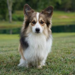 Romeo - Pembroke Welsh Corgi