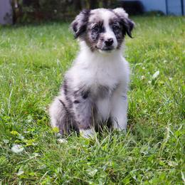 Telesto - Blue merle male Australian Shepherd puppy in Noblesville, Indiana from Saturn’s Rising Collies & Aussies
