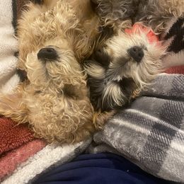 Schnoodle Puppies from Noodle Tings Puppies
