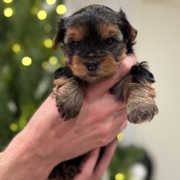 Browny - Black and gold female Yorkshire Terrier puppy in Glendale, California from Los Angeles Teacup Yorkie