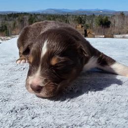 Boy 4 - Red tri-color male Australian Shepherd puppy in Solon, Maine from Mountain Range Australian Shepherds